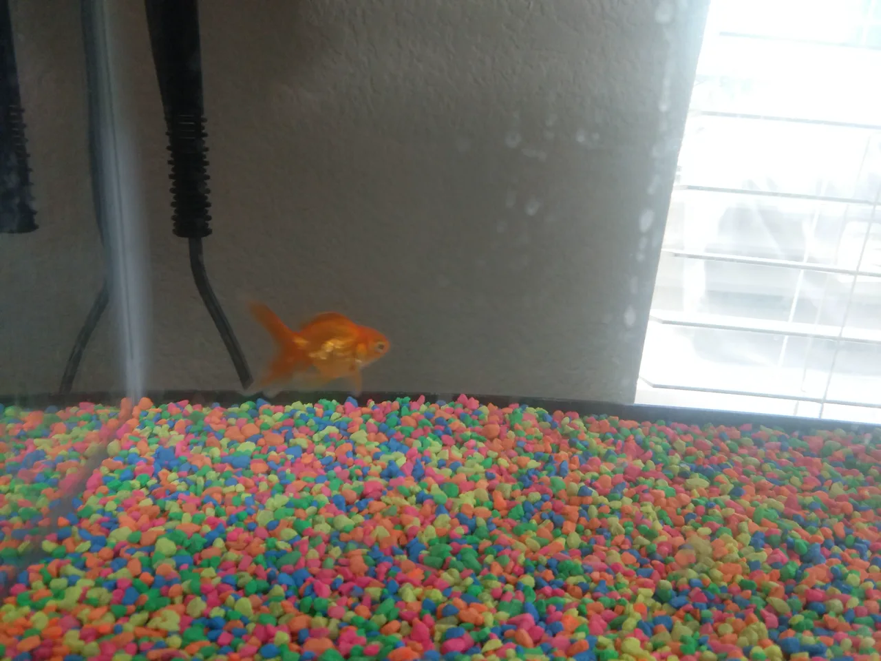 El pez doméstico asesino