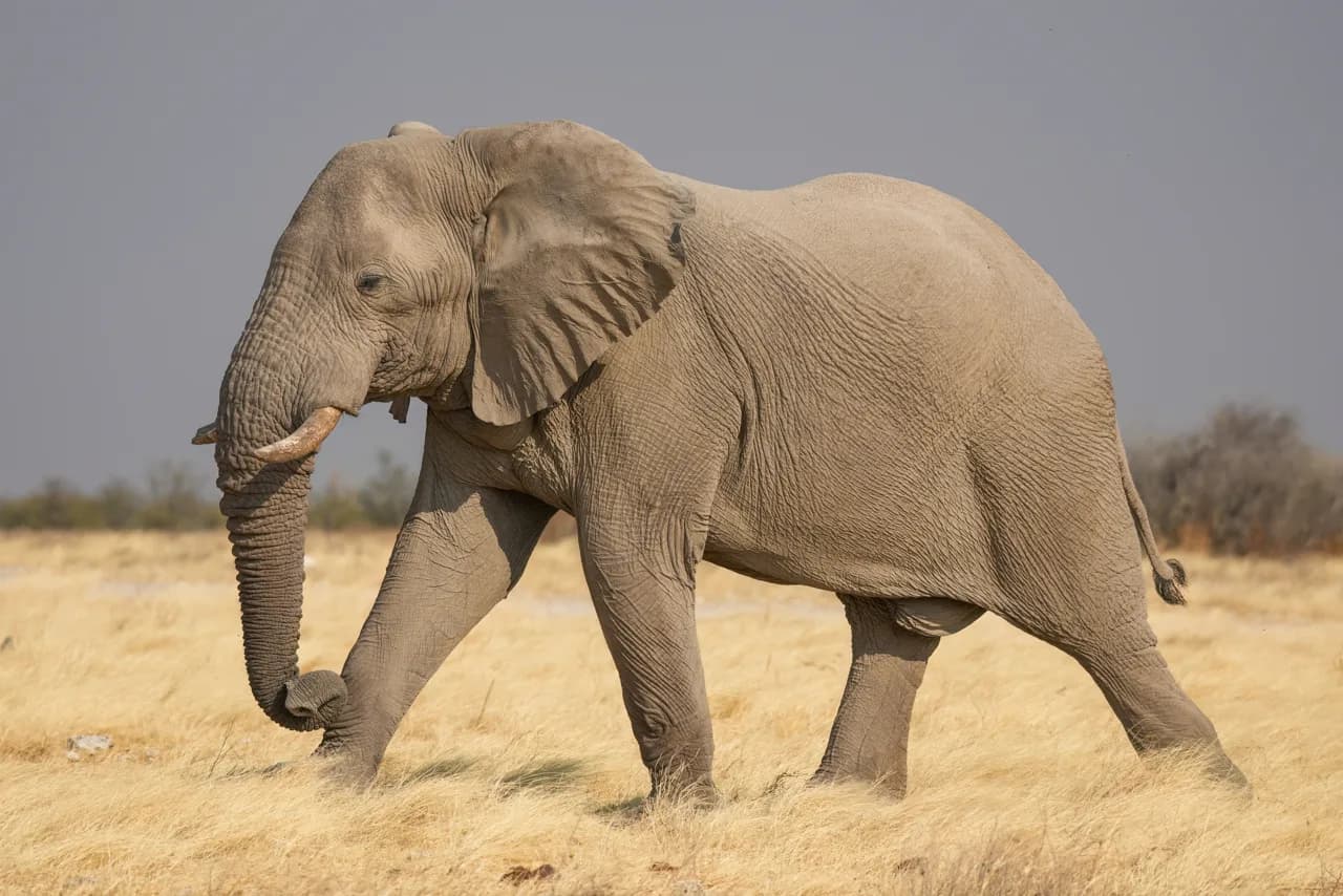 Elefante africano en Etosha, Namibia: fotografía ilustrativa, ajena al ataque de Omusati