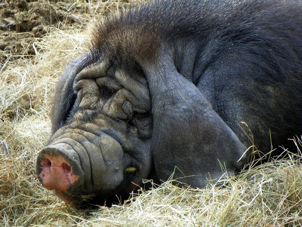 En el ojo de un cerdo